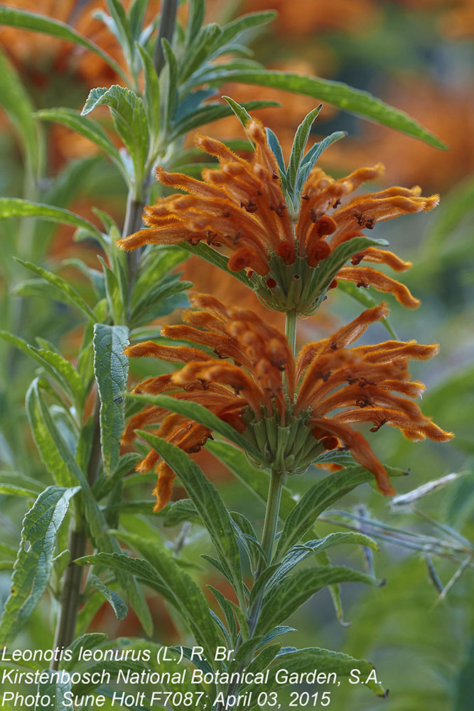 Lamiaceae Leonotis leonurus