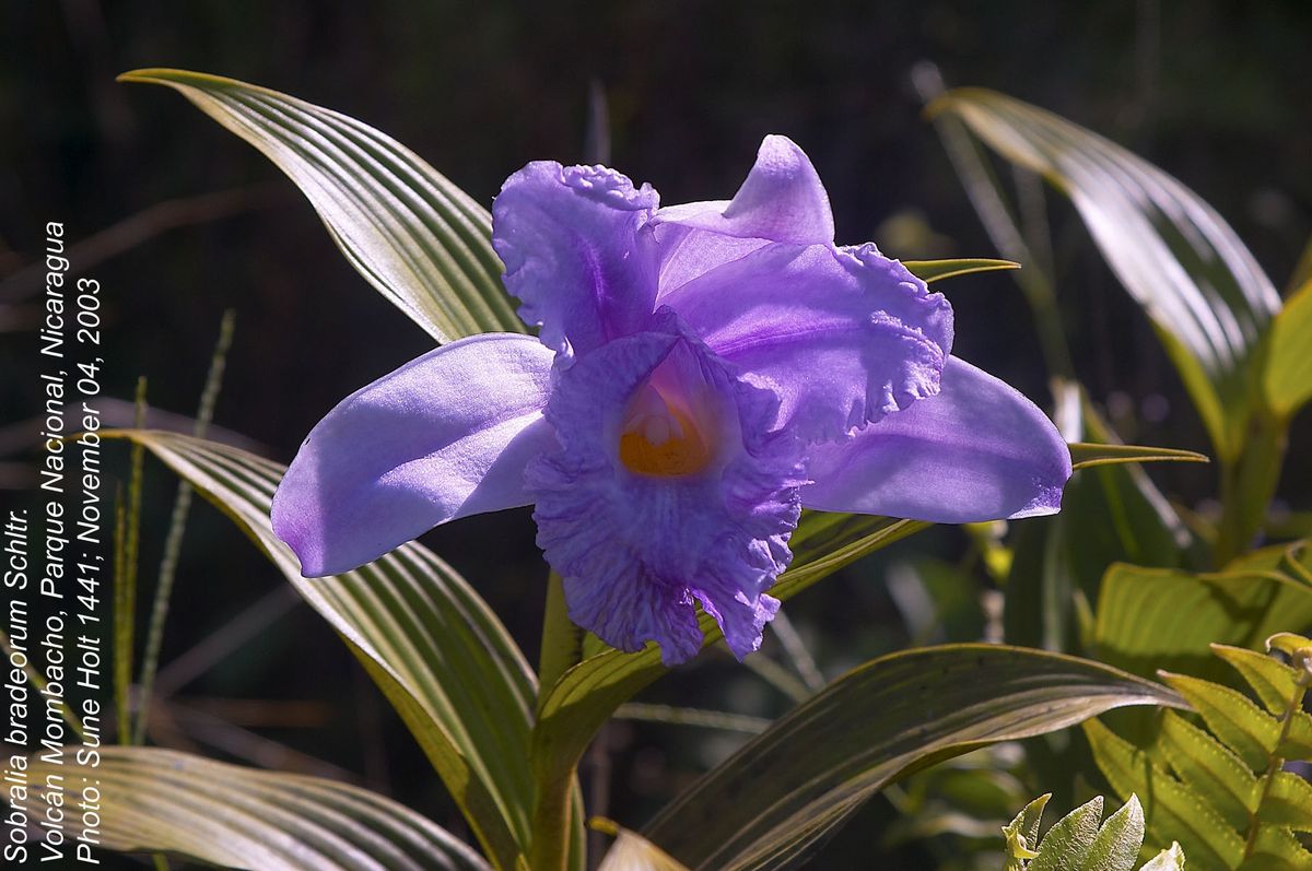 Orchidaceae Sobralia bradeorum