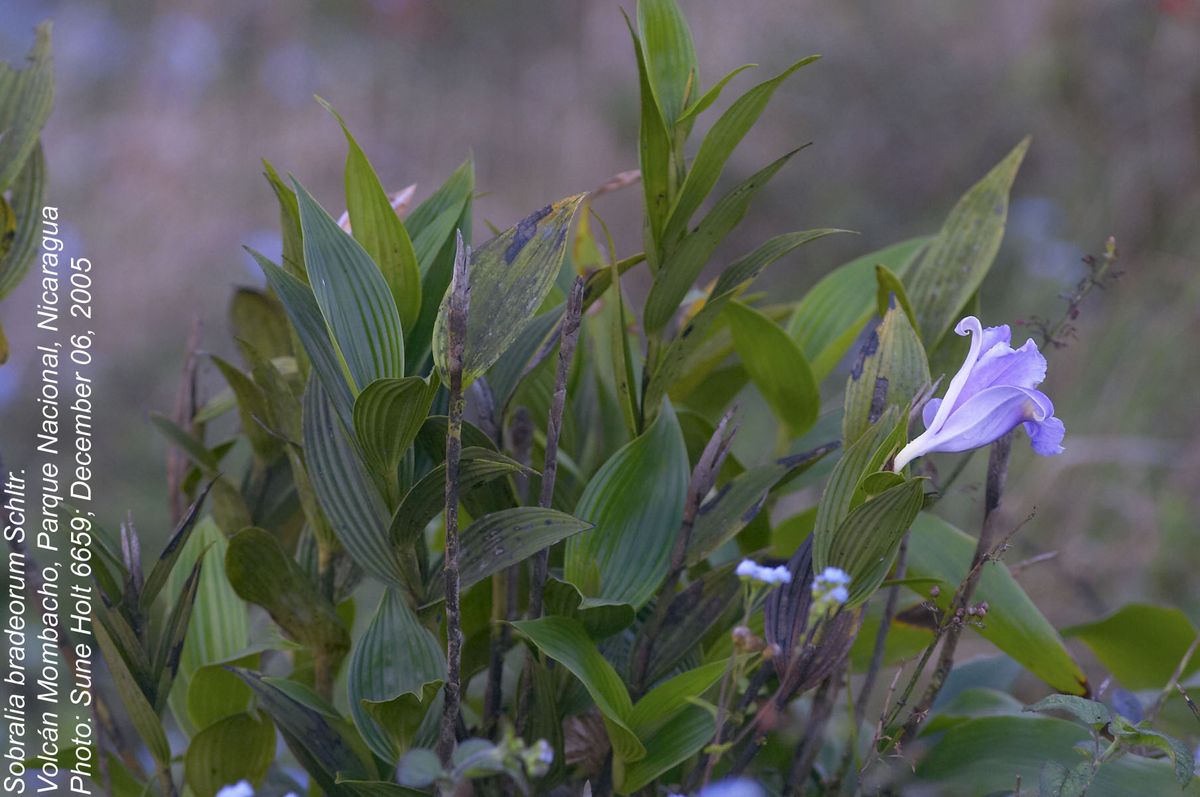 Orchidaceae Sobralia bradeorum