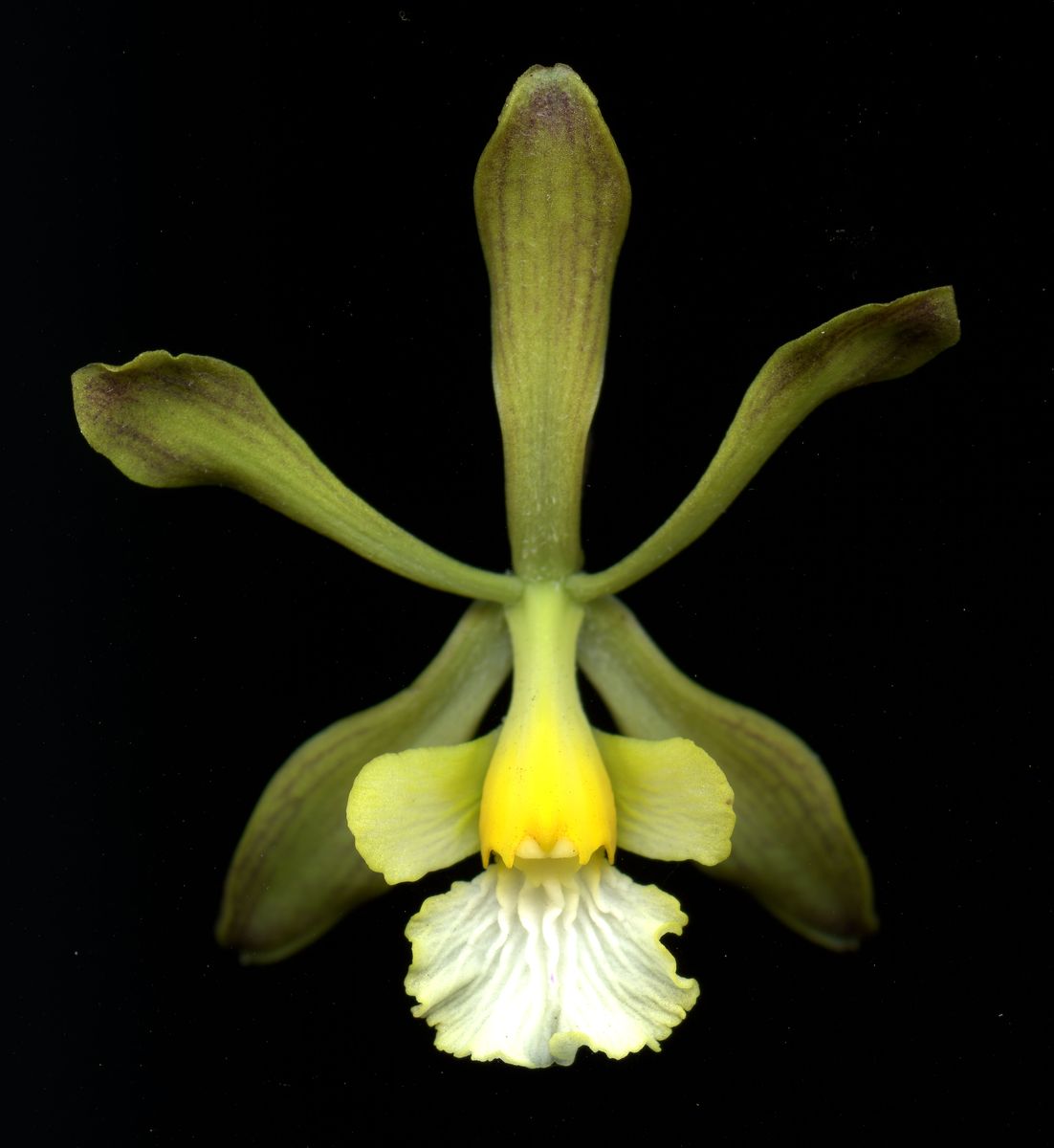 Orchidaceae Encyclia adenocarpon
