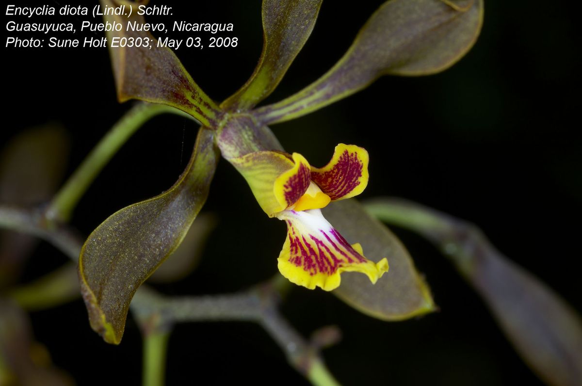Orchidaceae Encyclia diota