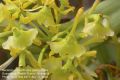 image of Neolehmannia difformis