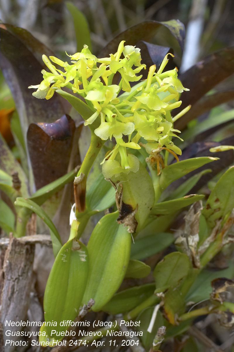 Orchidaceae Neolehmannia difformis