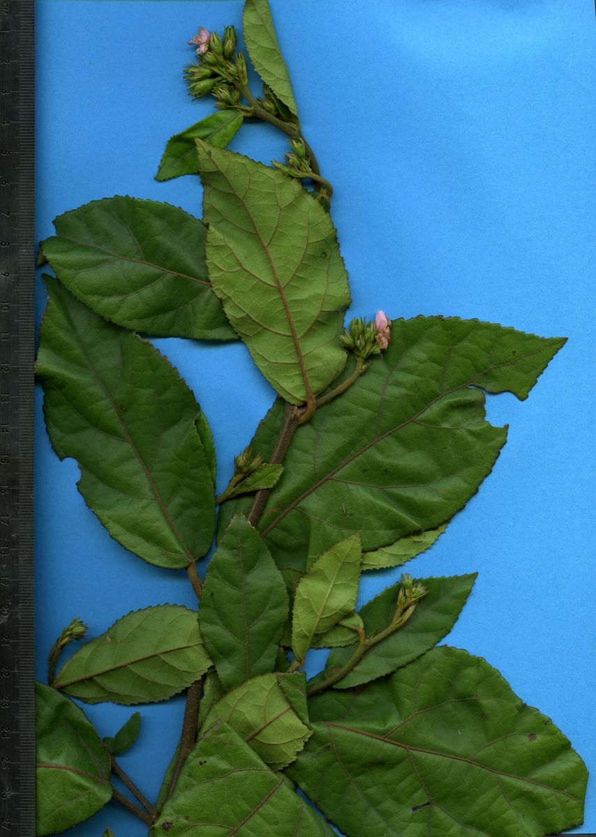 Malvaceae Pavonia castaneifolia