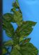image of Pavonia castaneifolia