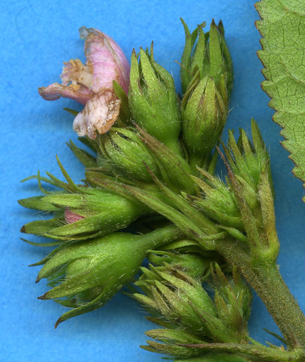 Malvaceae Pavonia castaneifolia