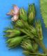 image of Pavonia castaneifolia