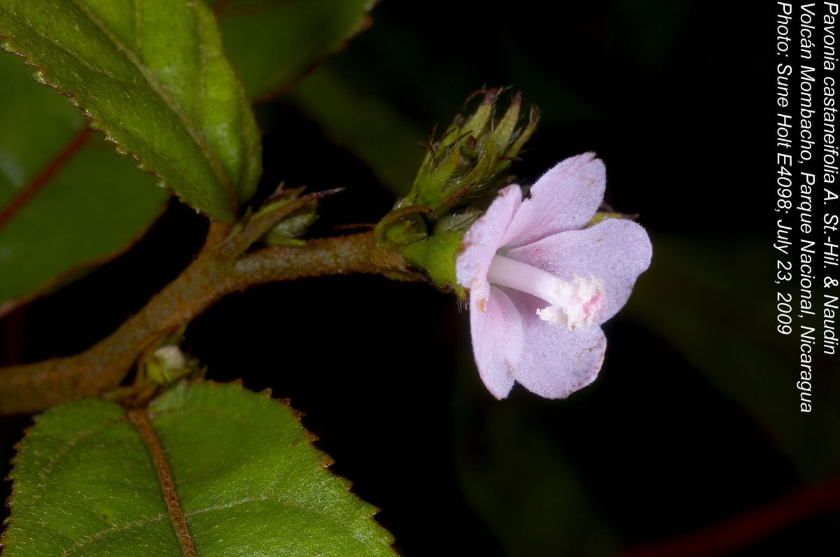 Malvaceae Pavonia castaneifolia