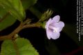 image of Pavonia castaneifolia