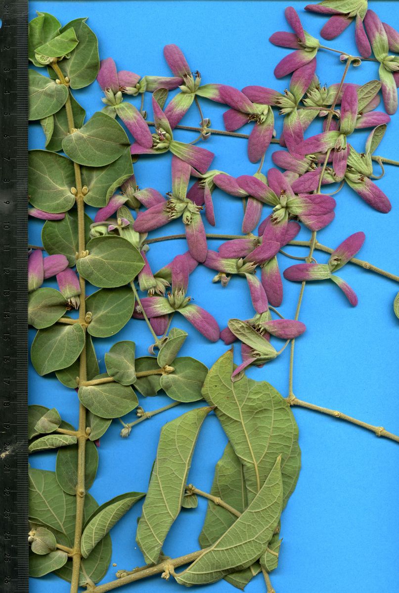 Lamiaceae Congea tomentosa