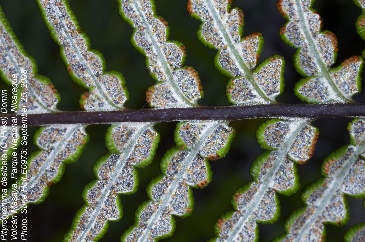 Pteridaceae Pityrogramma dealbata