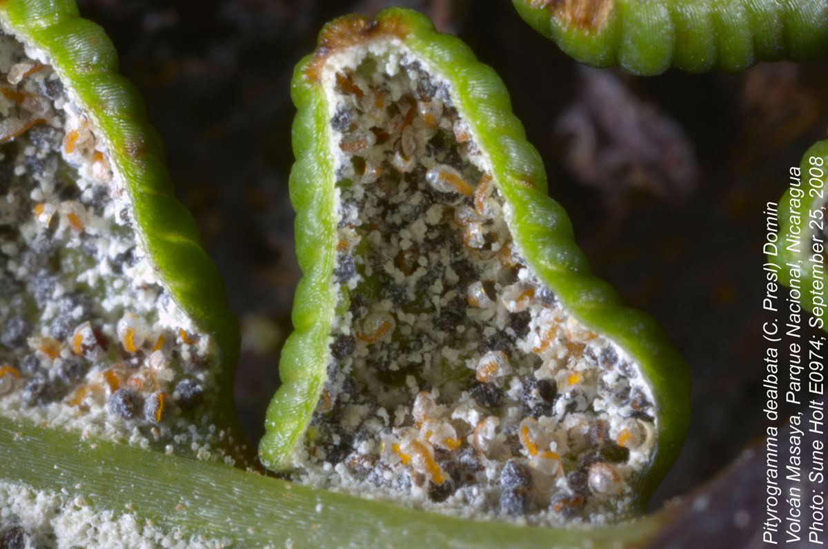 Pteridaceae Pityrogramma dealbata