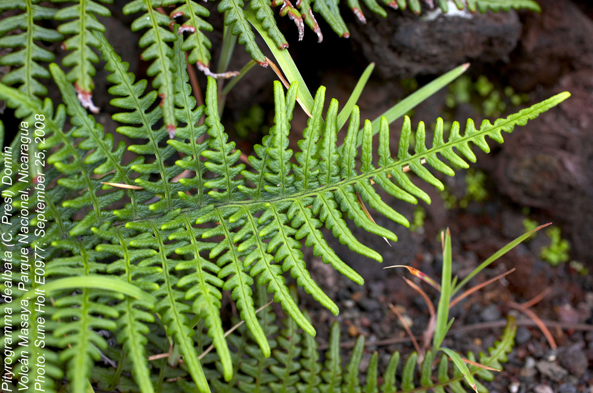 Pteridaceae Pityrogramma dealbata