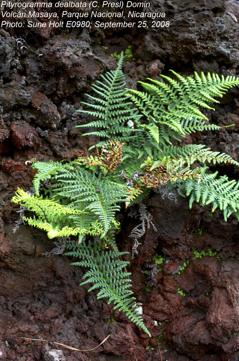 Pteridaceae Pityrogramma dealbata