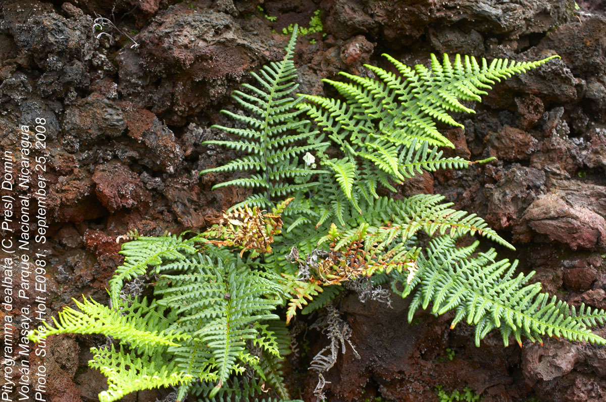 Pteridaceae Pityrogramma dealbata