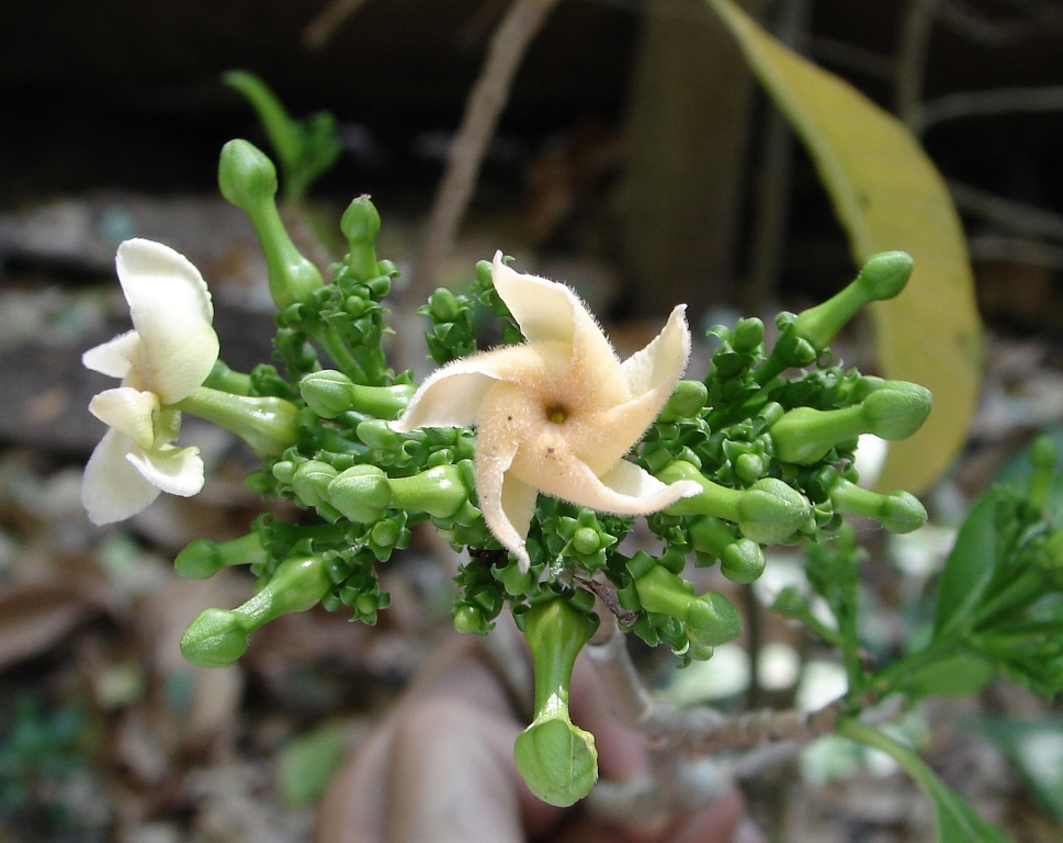 Apocynaceae Tabernaemontana cymosa