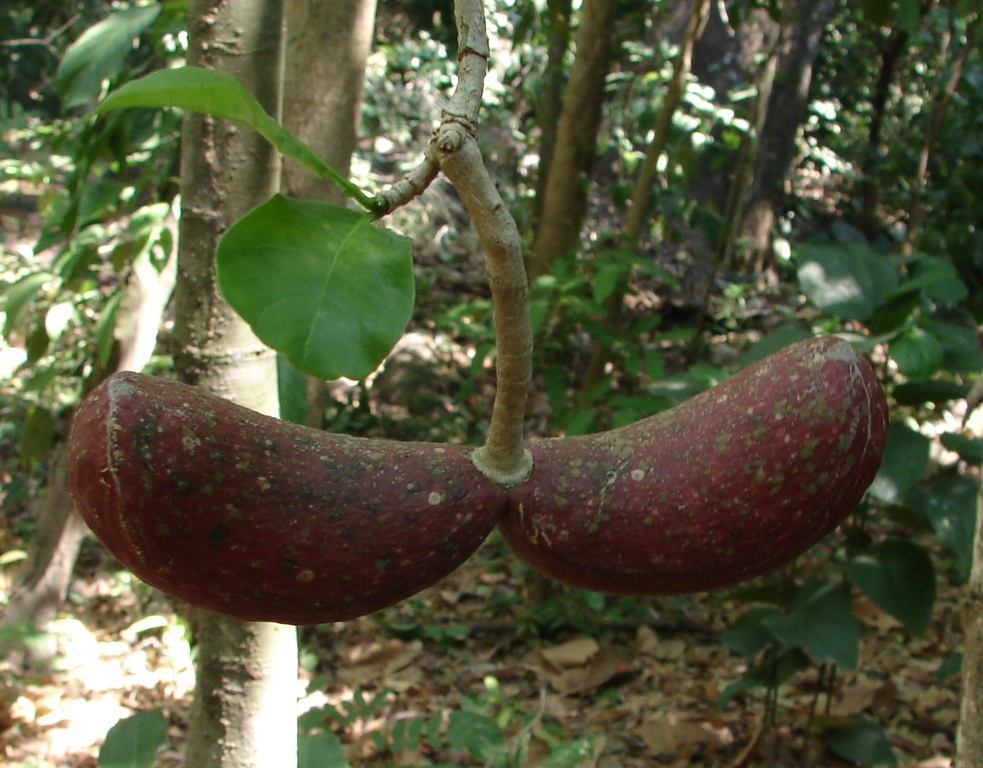 Apocynaceae Tabernaemontana cymosa