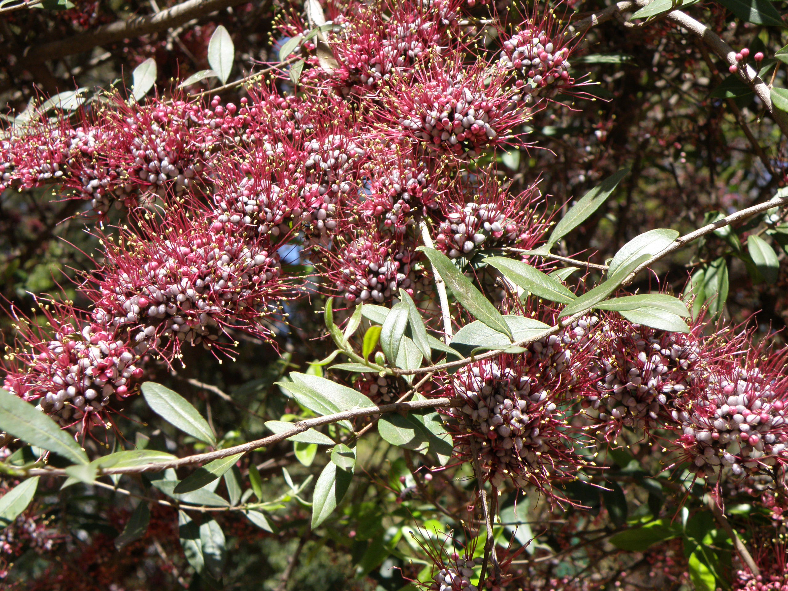 Myrtaceae Myrrhinium atropurpureum