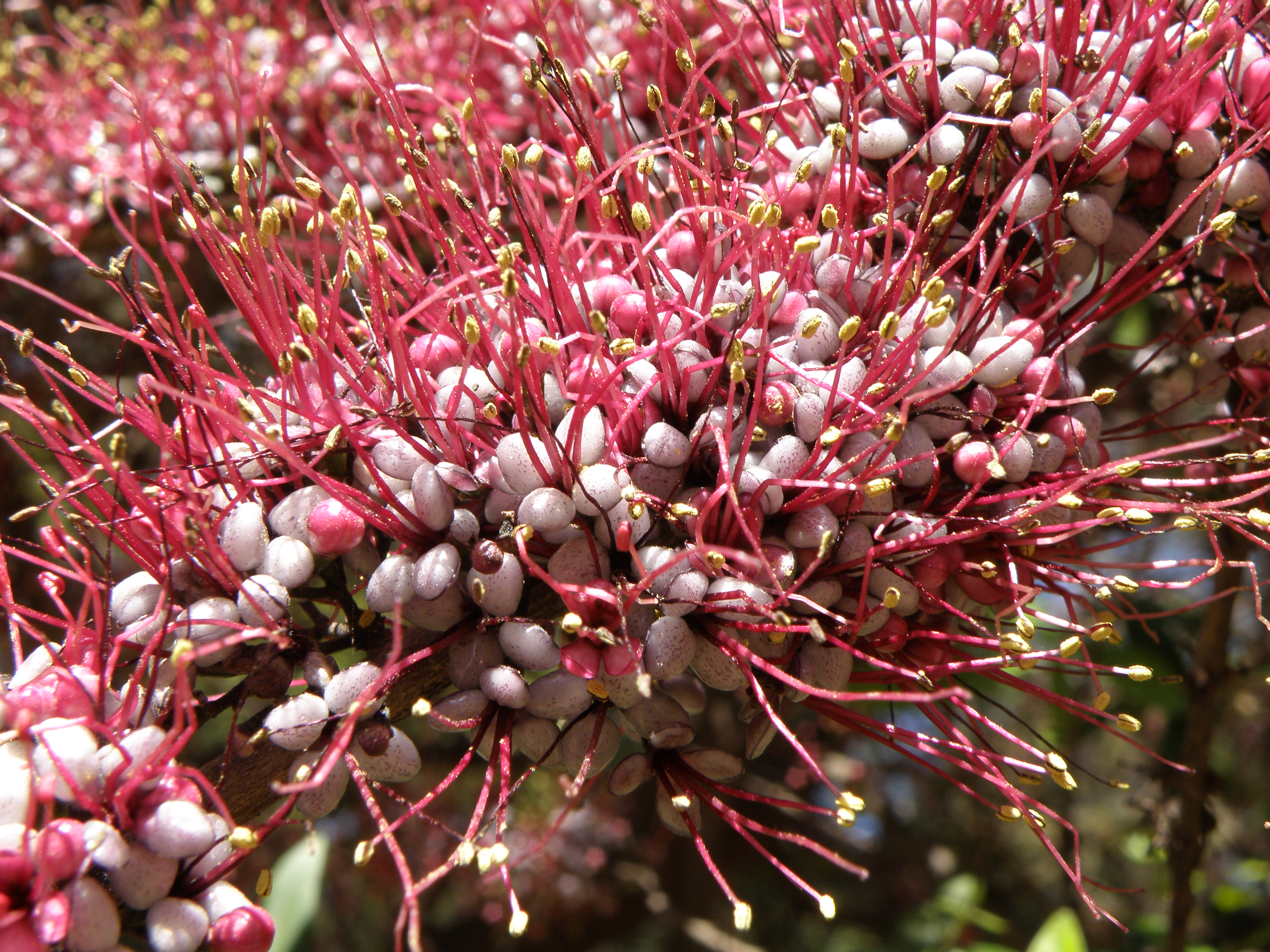 Myrtaceae Myrrhinium atropurpureum