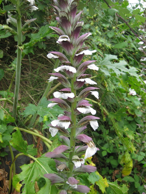 Acanthaceae Acanthus balcanicus