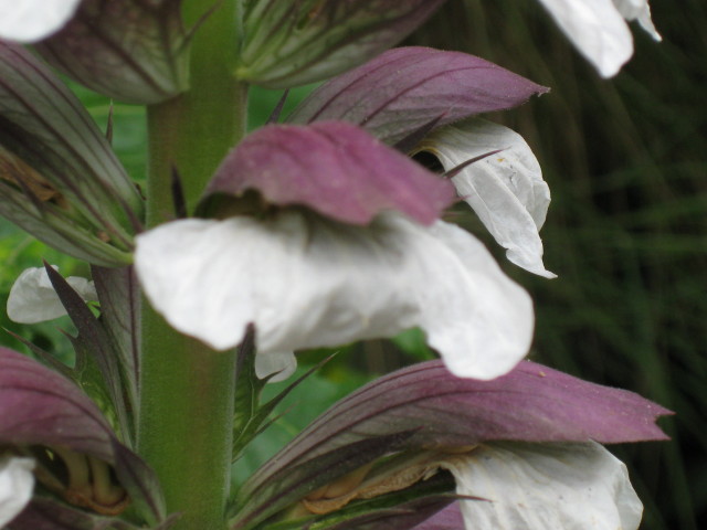 Acanthaceae Acanthus balcanicus