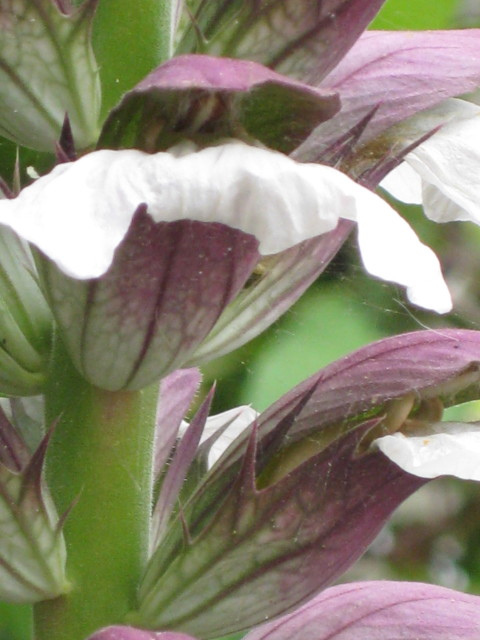 Acanthaceae Acanthus balcanicus