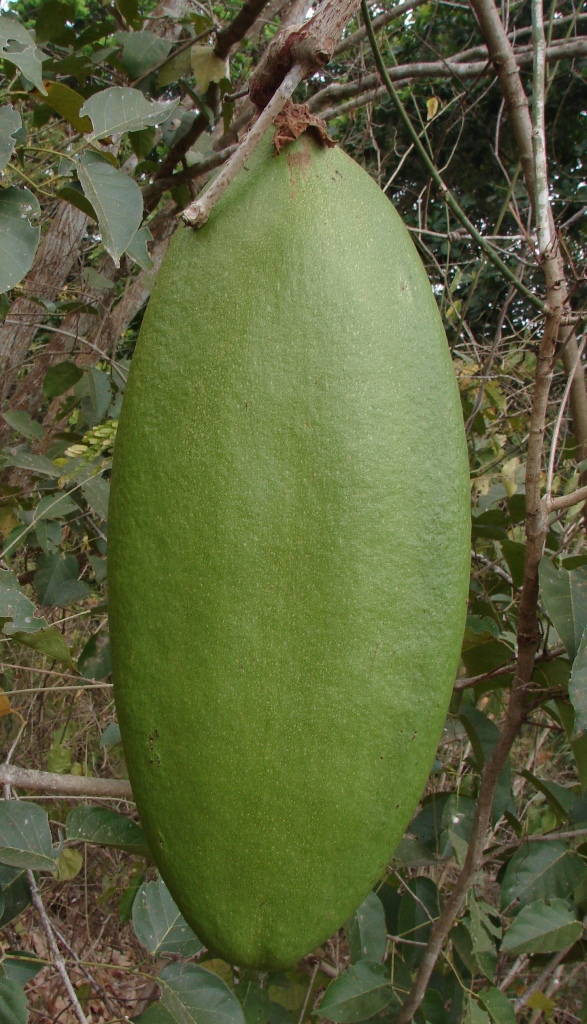 Bignoniaceae Callichlamys latifolia