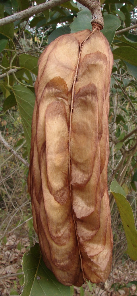 Bignoniaceae Callichlamys latifolia