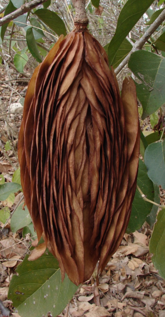 Bignoniaceae Callichlamys latifolia