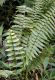 image of Nephrolepis acutifolia