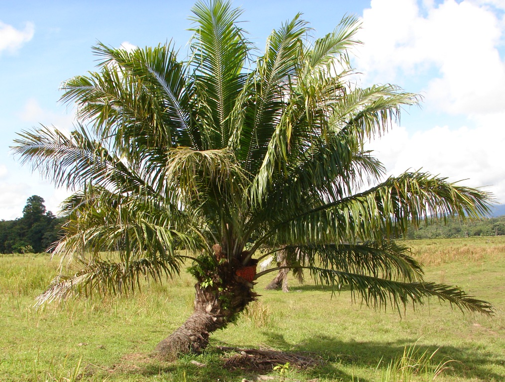 Arecaceae Elaeis oleifera
