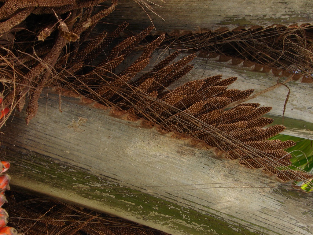 Arecaceae Elaeis oleifera
