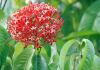 image of Ixora casei