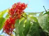 image of Ixora casei