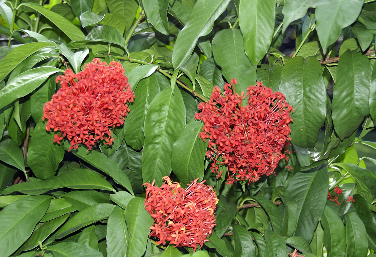 Rubiaceae Ixora casei