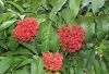 image of Ixora casei