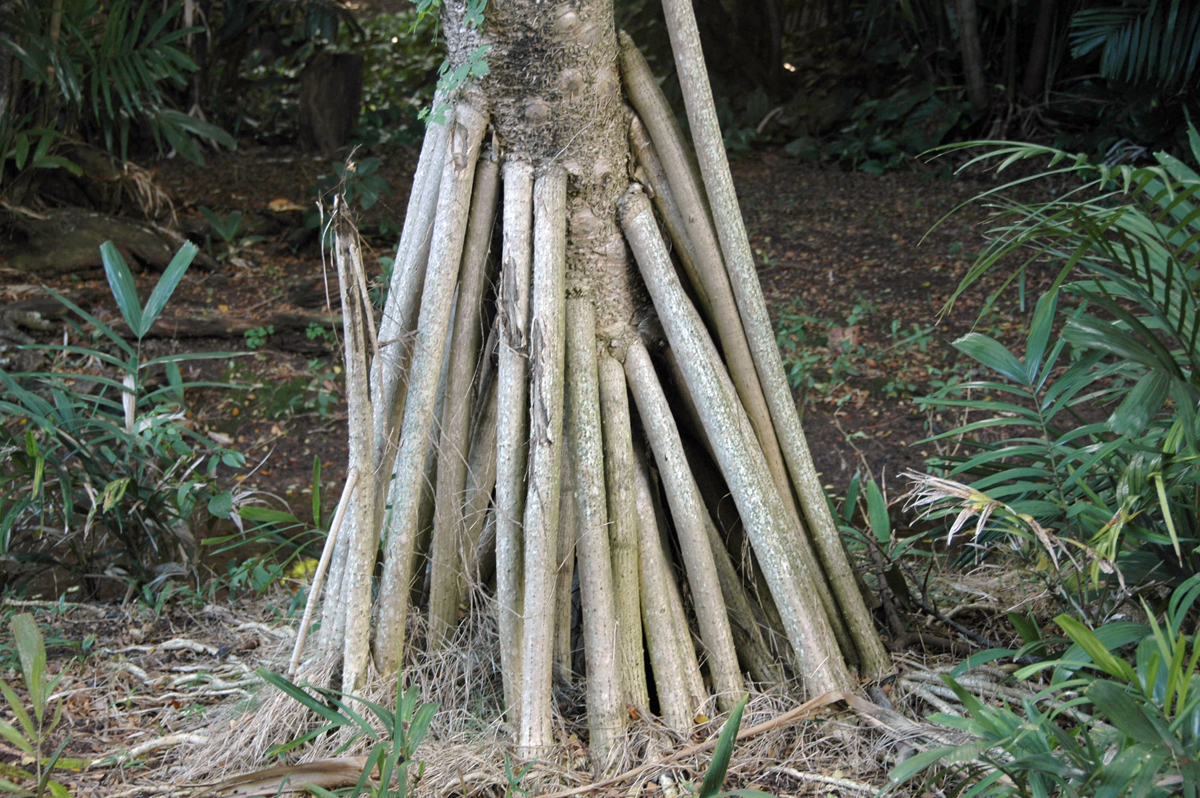 Pandanaceae Pandanus tectorius