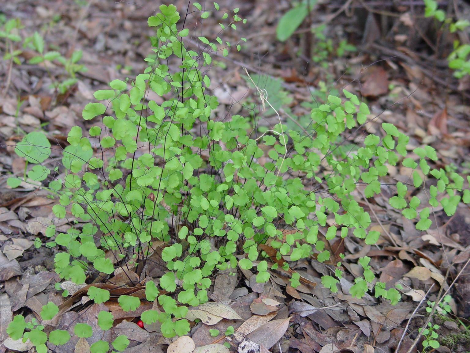 Pteridaceae Adiantum jordanii