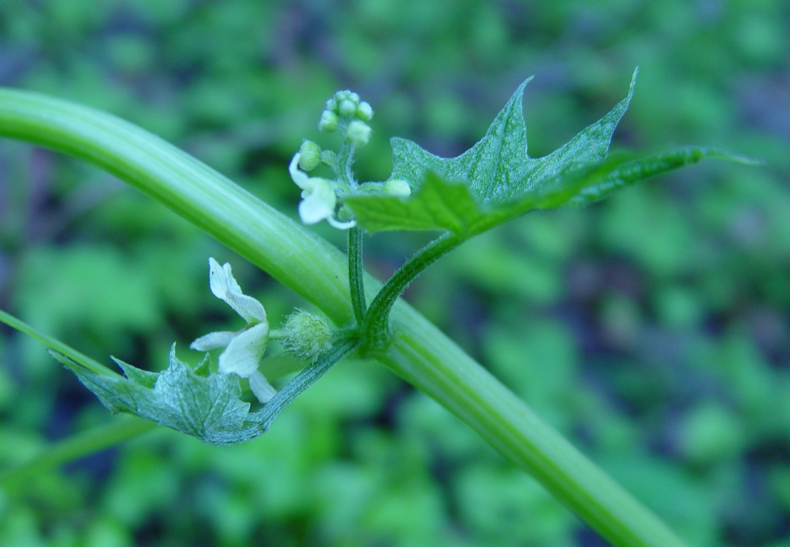 Cucurbitaceae Marah oreganus