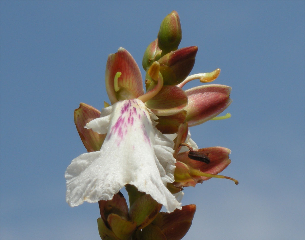Vochysiaceae Qualea cordata