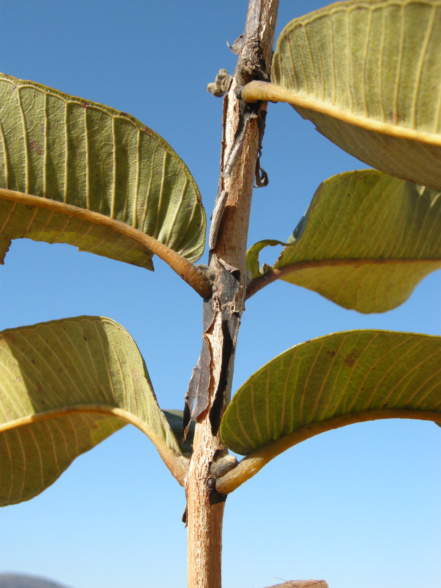 Vochysiaceae Qualea grandiflora