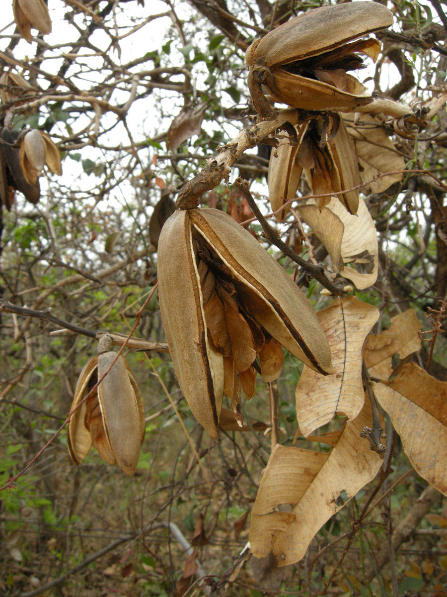 Vochysiaceae Qualea grandiflora