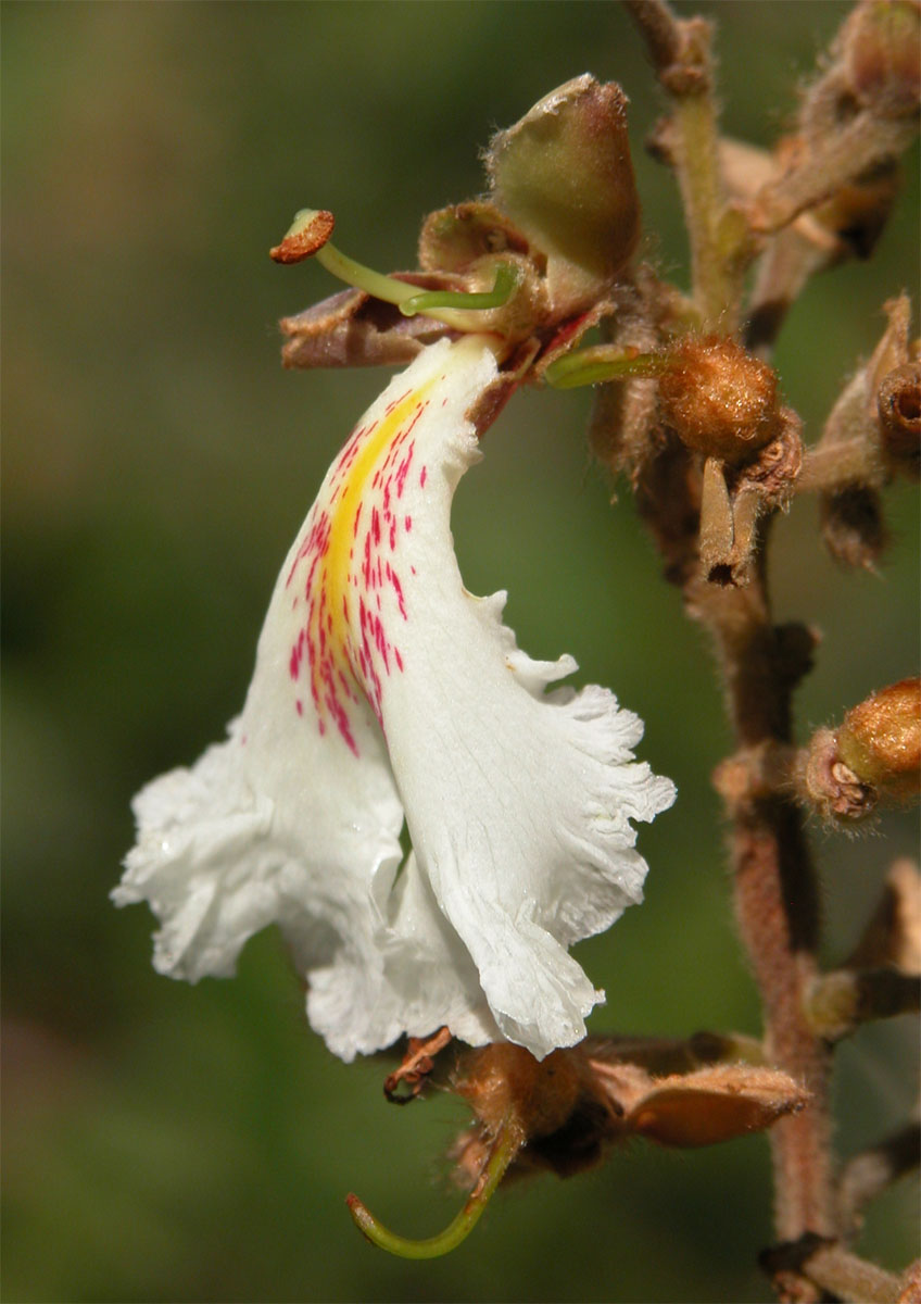 Vochysiaceae Qualea multiflora
