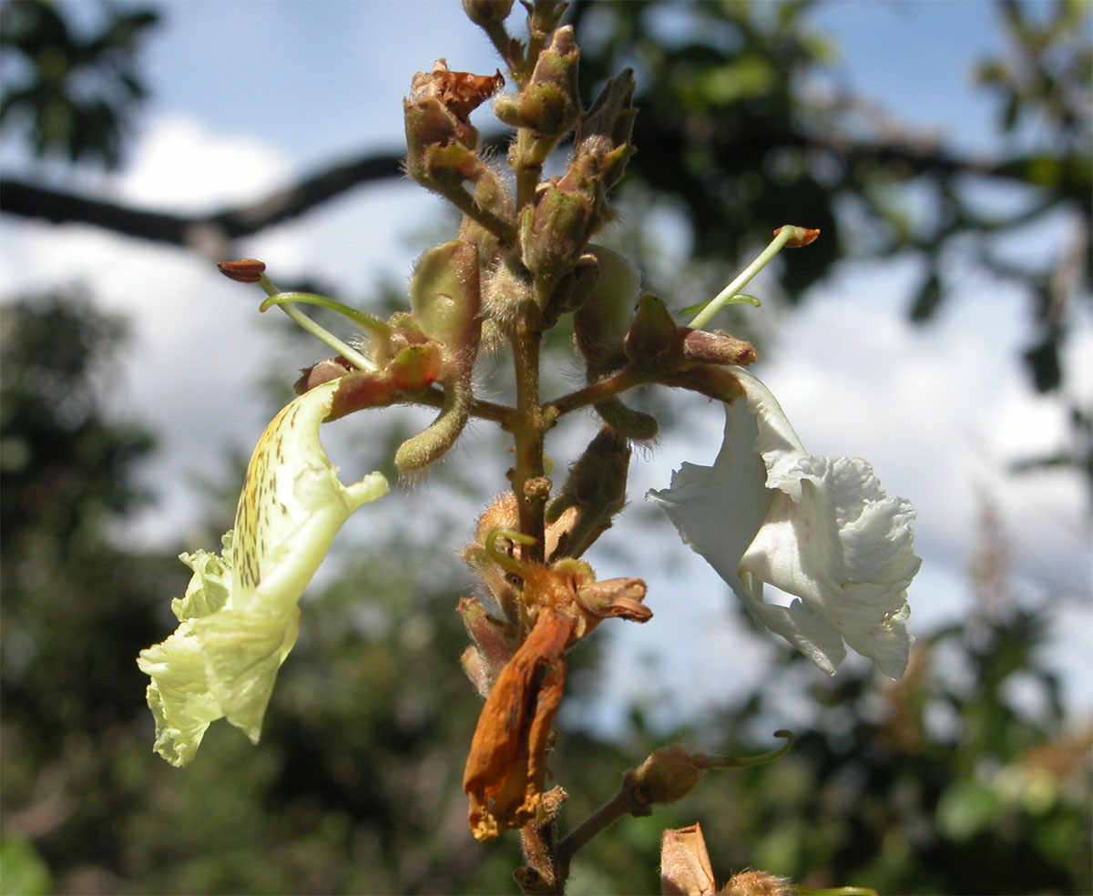 Vochysiaceae Qualea multiflora