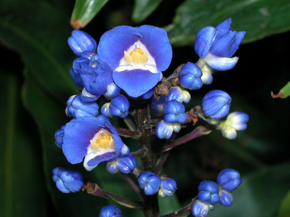 Commelinaceae Dichorisandra thyrsiflora