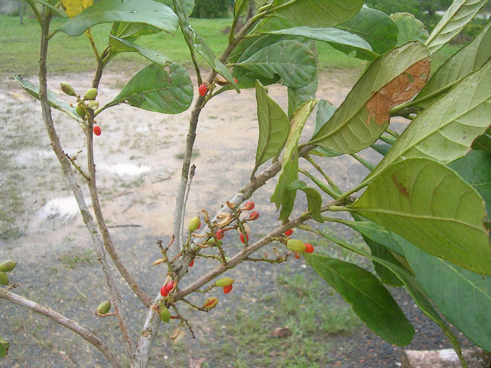 Phyllanthaceae Richeria grandis