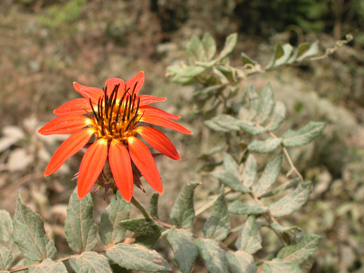 Asteraceae Mutisia campanulata