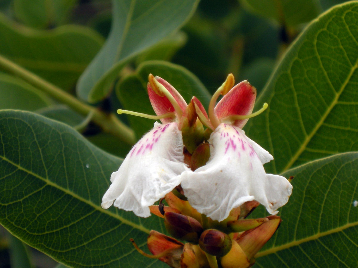Vochysiaceae Qualea cordata
