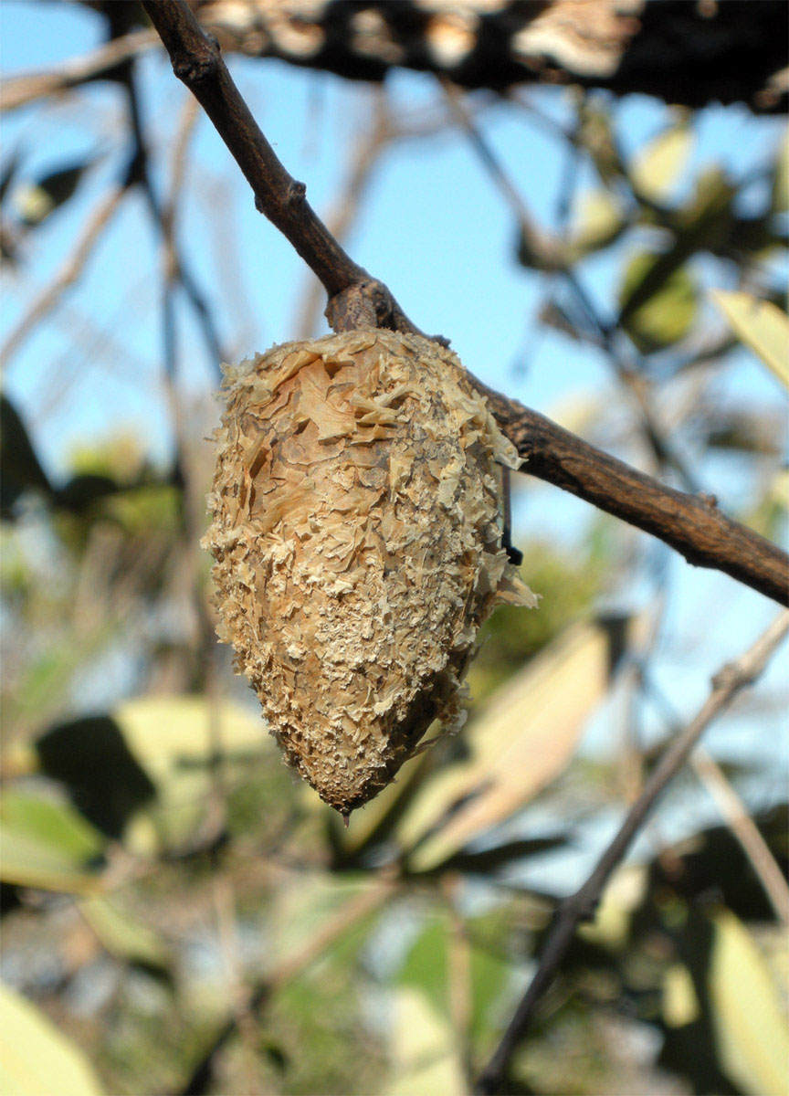 Vochysiaceae Qualea parviflora