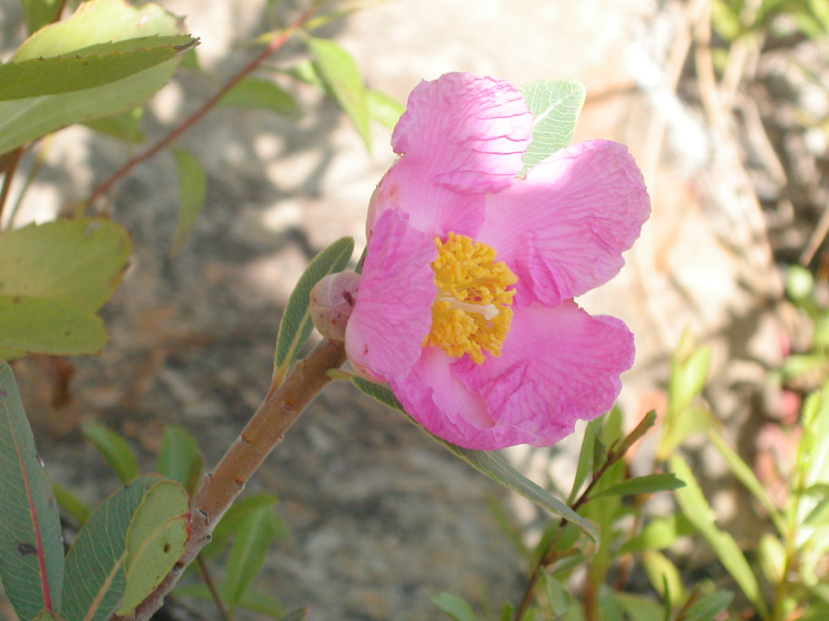 Clusiaceae Kielmeyera rubriflora